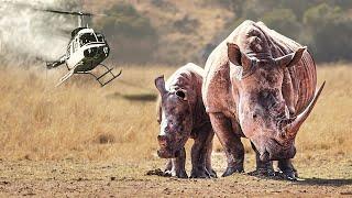 The Great Rhino Rescue Mission