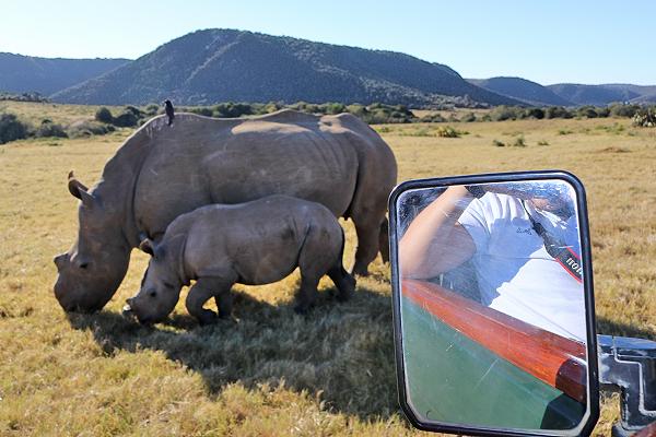 Rhino Monitoring at the Kariega Conservation Project
