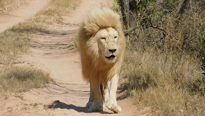 White Lion Release - Letaba Starts His New Pride!