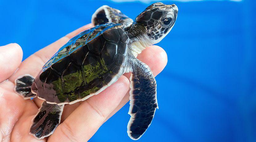 A Day In The Life Of A Great Turtle Project Volunteer