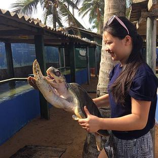 Volunteer Experiences - The Great Turtle Project In Sri Lanka