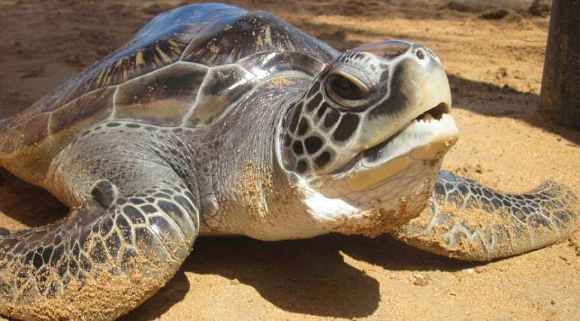 Sea Turtle Project Numbers in the Indian Ocean 