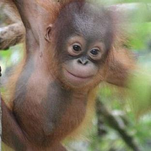 Orangutan Awareness Week: Protecting the ‘Man of the Forest’