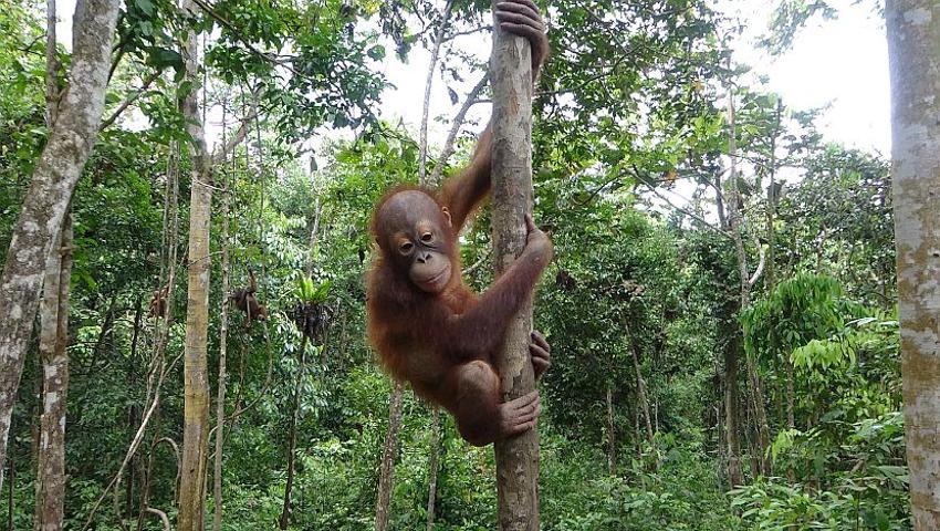 Return from Samboja Lestari Orangutan Sanctuary