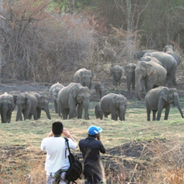 Elephant Volunteer Research in Wasgamuwa