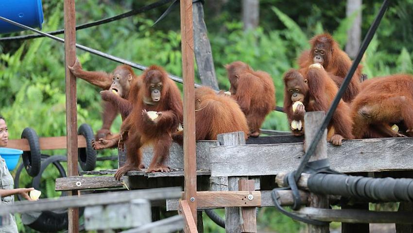 A Big Thank You To Our Supporters This International Orangutan Day!