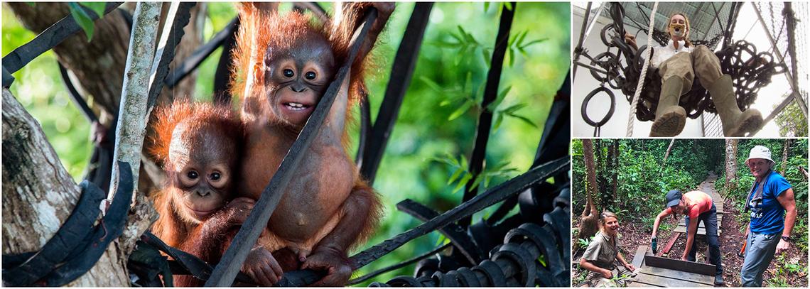 IAR Orangutan Project 