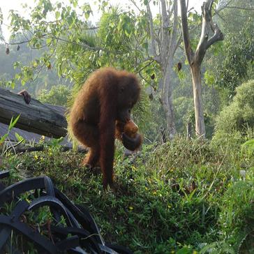 Orangutan Enrichment at Samboja Lestari Rescue Centre