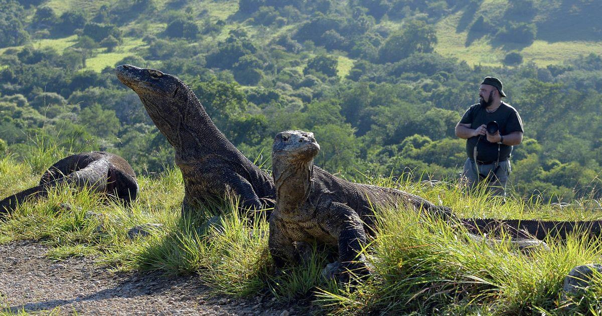 Komodo Dragon Adventure Tour The Great Projects