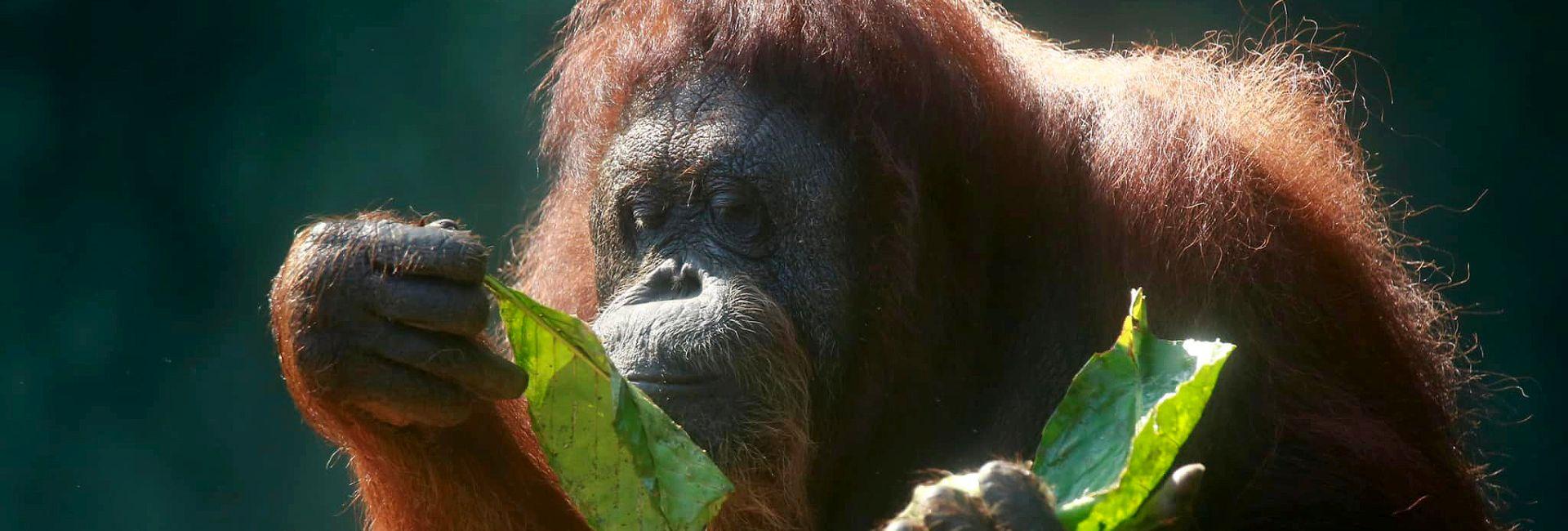 The Latest From The Great Orangutan Project!