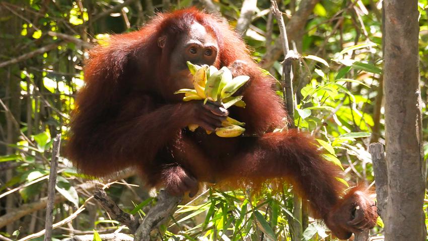 Nyaru Menteng Orangutan Sanctuary May Update