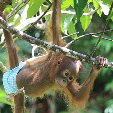 Borneo's Baby Orangutans Need Your Help With Their New Home!