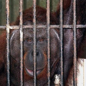 Romeo's Release! The Big Male Orangutan Settles Into His New Home!