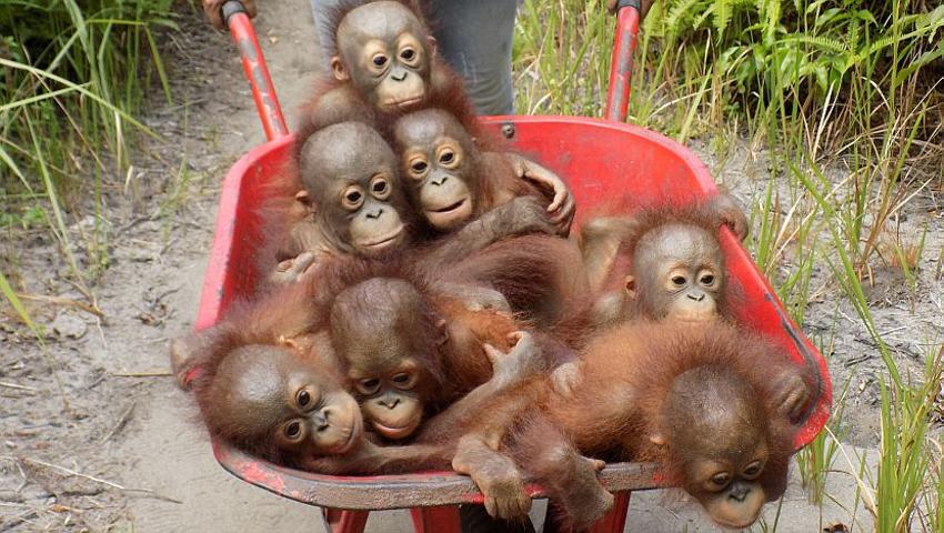 Volunteer Review - What Did Lauren Have To Say About Her Time At The IAR Orangutan Sanctuary? 