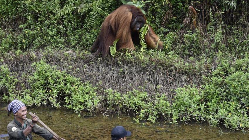 The Latest Update From The Samboja Lestari Volunteer Project Site! 