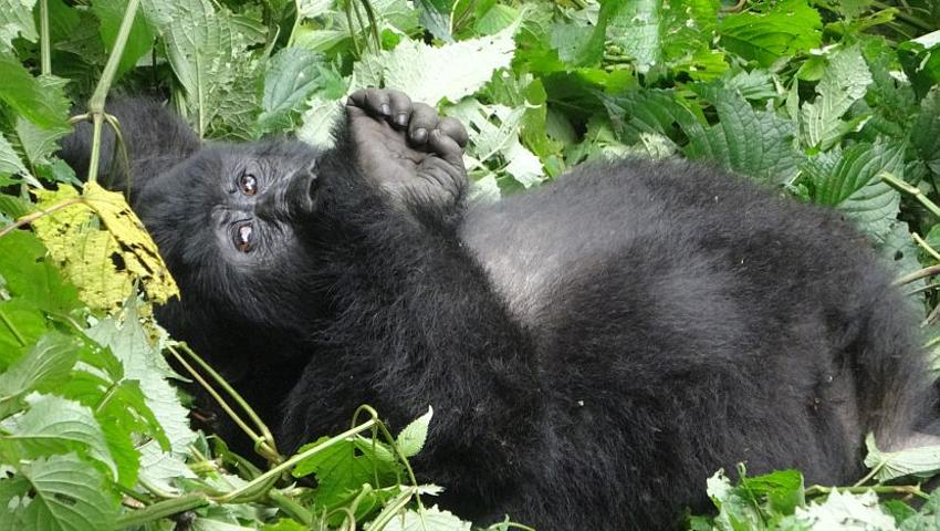 Kisoro School donation and another successful gorilla trip