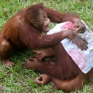 An Update From The Great Orangutan Project - What Will You Be Helping With?