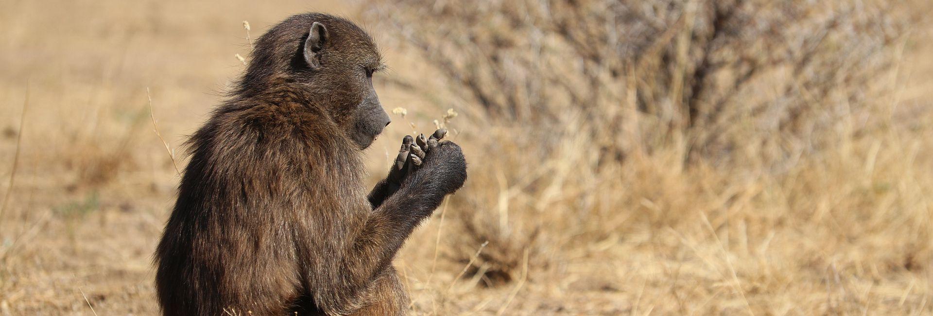 Namibia Wildlife Sanctuary Volunteer Reviews