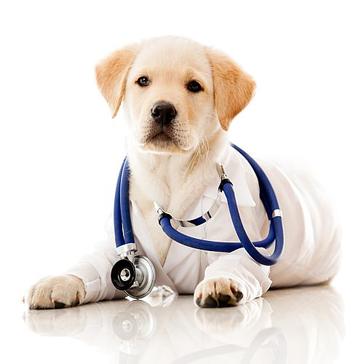 National Veterinary Technician Week!