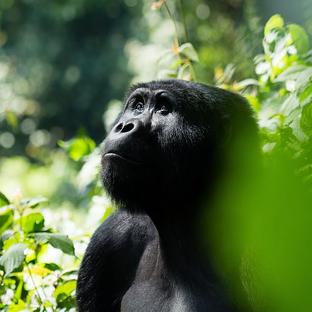 The Gorilla Families In Uganda