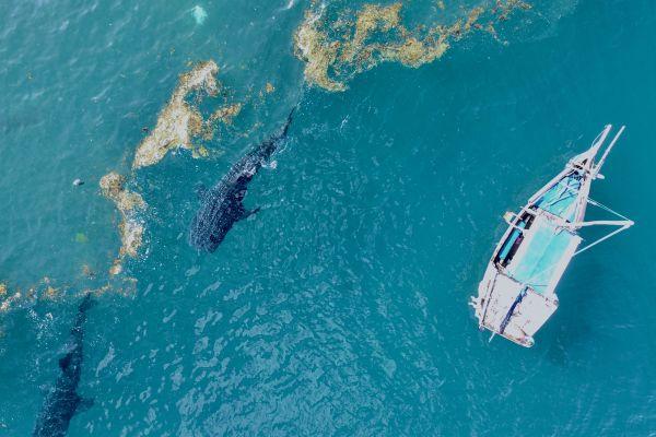 Whale Shark Monitoring at Mafia Island