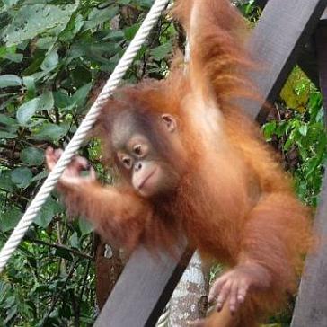 Boreno Orangutan Volunteer Experiences - The Great Orangutan Project