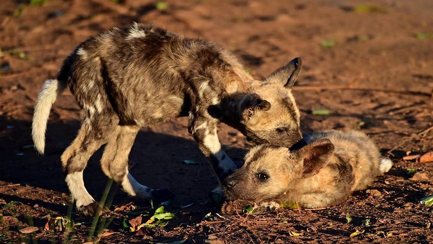Zululand’s Remarkable Painted Puppies Reared By Pack Males!