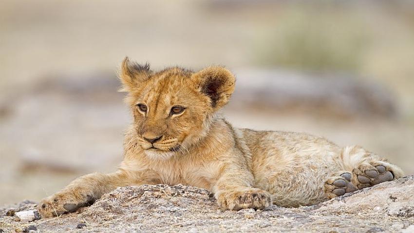 Baby Animals can be seen in Africa | The Great Projects