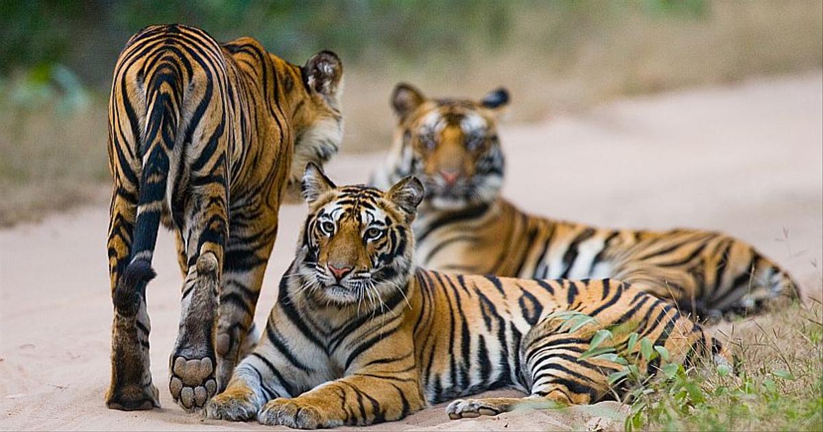 Tiger Species are becoming endangered | The Great Projects