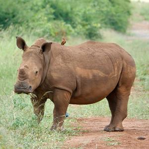  Alert: Launch of New Rhino Rescue Project!