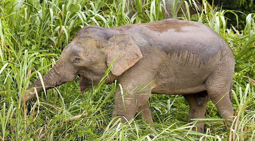 Learn More About Borneo's Pygmy Elephants!