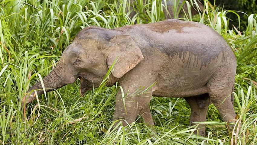 Learn More About Borneo's Pygmy Elephants!