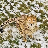 From Canada to Zimbabwe, Two Cheetahs Successfully Rewilded!