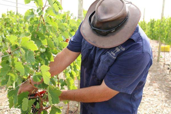 Making Wine at the Carnivore Conservation and Research Project