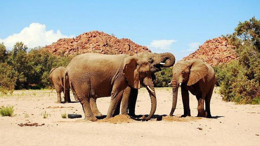 Updates from the Desert Elephants