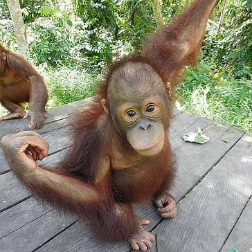 How Will You Be Helping On Our Orangutan Projects?