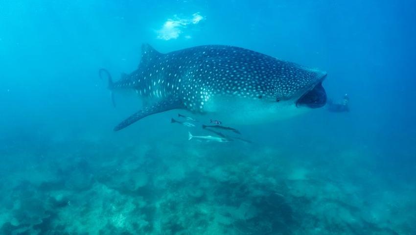 7 Facts About Whale Sharks You Won't Believe! 