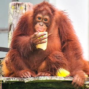 Nyaru Menteng Orangutan Sanctuary May Update