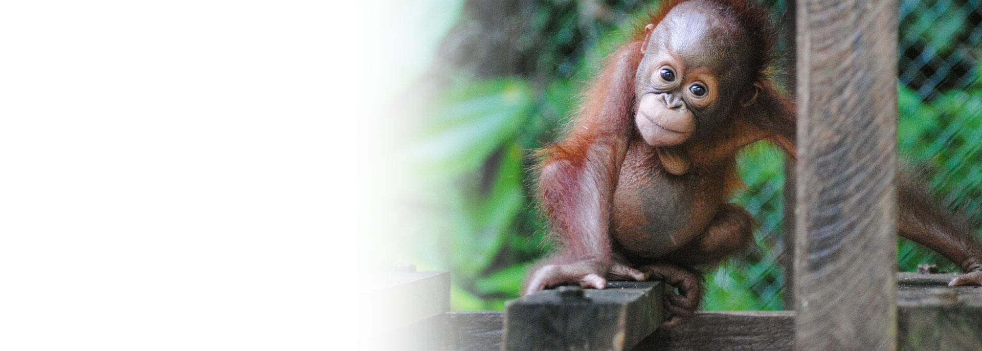 The Great Orangutan Project - 15% Off