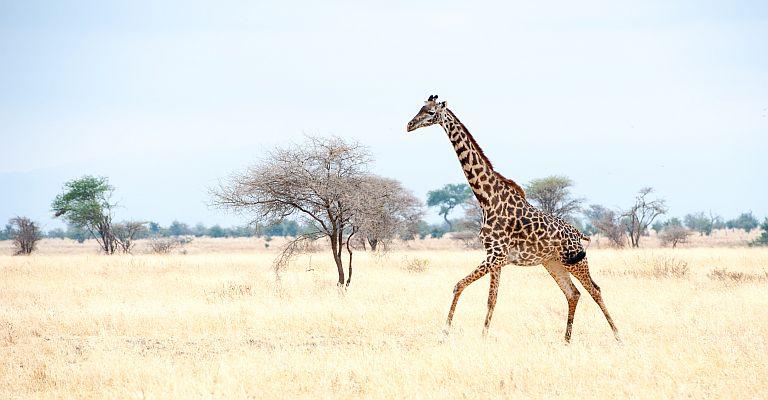 Wildlife