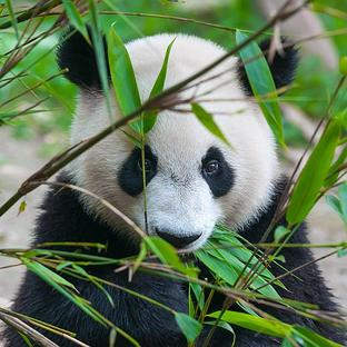 The Giant Panda Is No Longer Endangered!