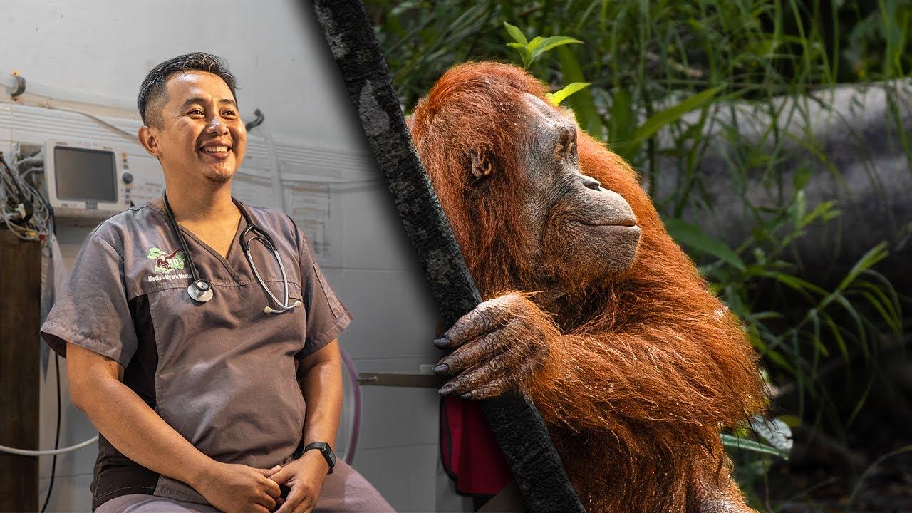 Orangutan Rehabilitation: Preparation For Life In The Wild