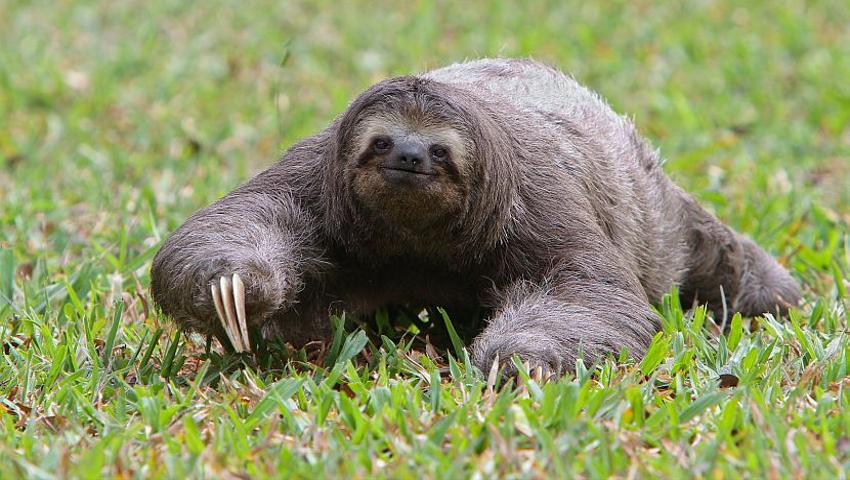 International Sloth Day 2017 - Learn More About These Amazing Animals