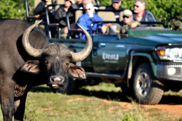 Buffalo Spotted on Game Drive at the Kariega Conservation Project