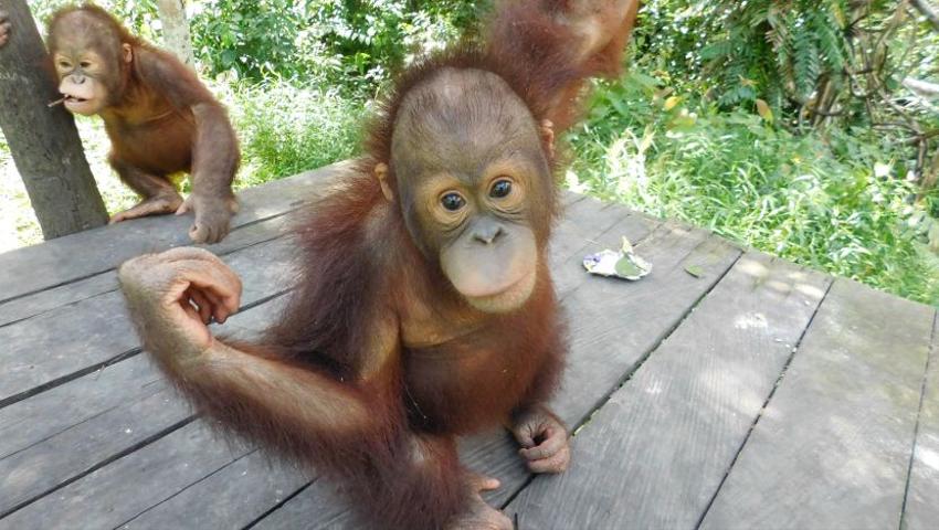 The Samboja Lestari Orangutan Project – What's In Store for 2017?