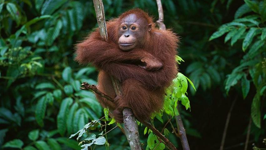 Help With Orangutan Rehabilitation!