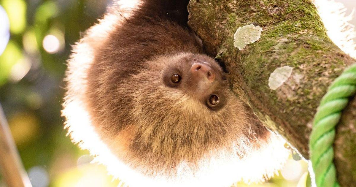 Costa Rica Wildlife Sanctuary The Great Projects