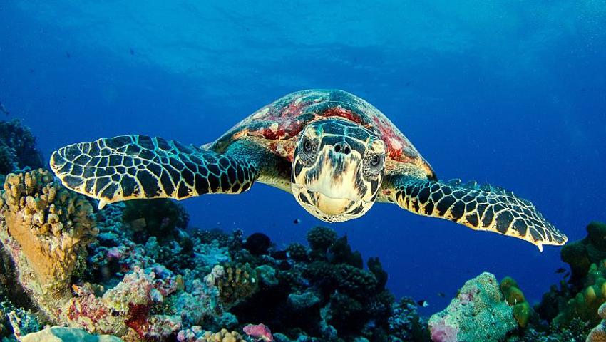Learn A Little More About The 7 Species Of Sea Turtle