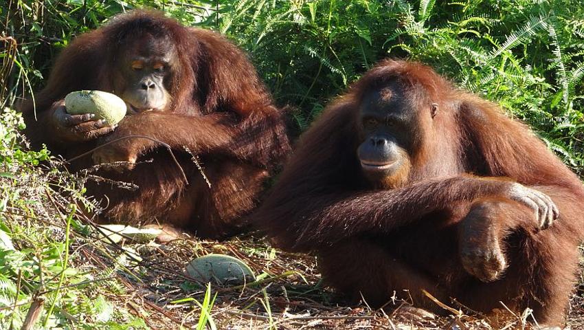 25 Orangutans Released Back Into The Wild!