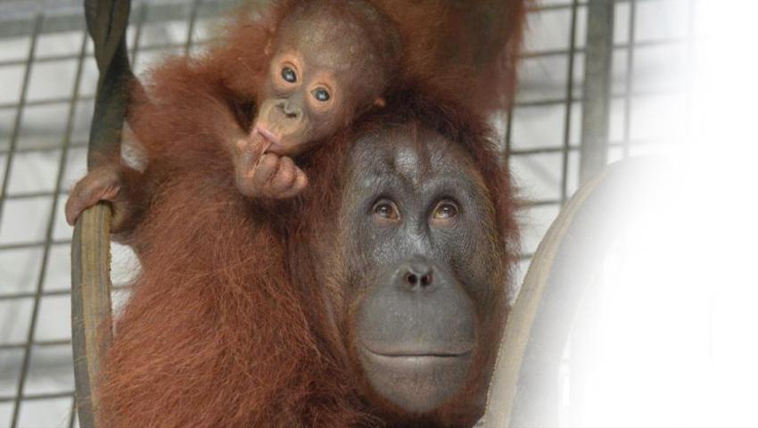 An Update From Nyaru Menteng – Meet The 6 Most Recent Orangutan Release Candidates